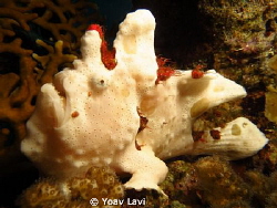 white frog fish by Yoav Lavi 